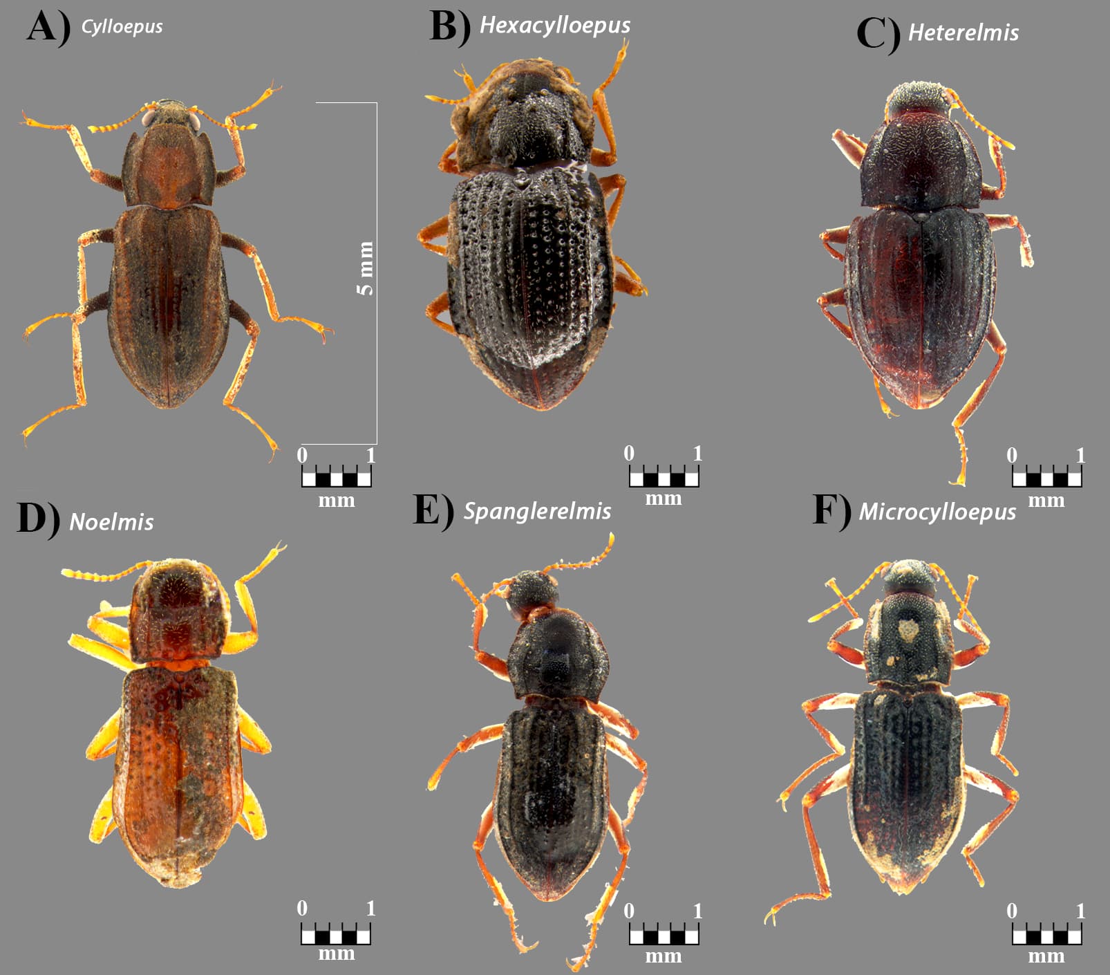 Elmidae Genera Classification